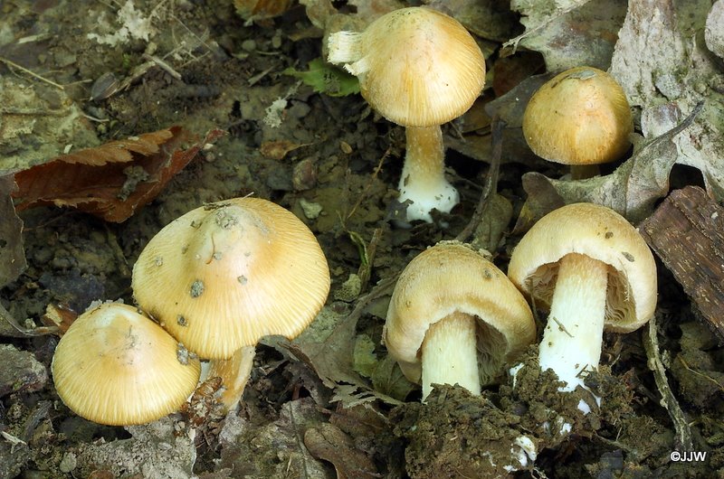 Inocybe cookei